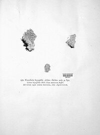 Diploschistes muscorum image